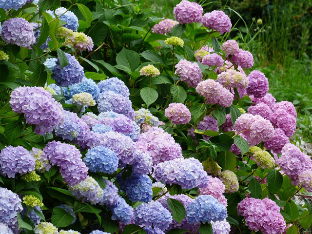 繡球花