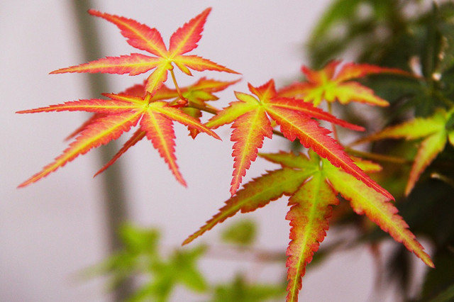 別墅庭院栽植樹木有哪些方面的禁忌或常見注意事項？