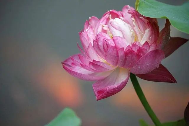中式別墅庭院養一缸荷花，賞花觀魚，滿滿的東方韻味