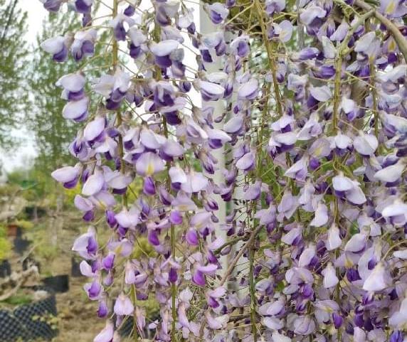 別墅庭院芬芳四溢的三種樹木：紫藤，桂花樹，丁香花的養護方法