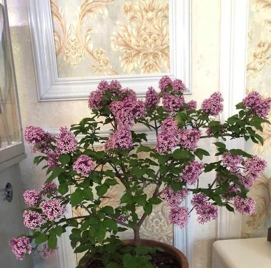 丁香花的養護方法