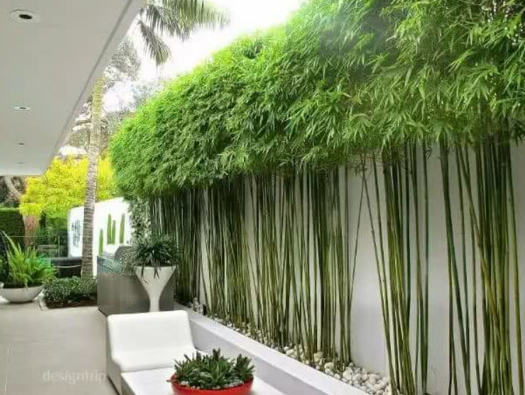 北方地區別墅花園三大“富貴樹”，護宅聚財，盡顯庭院美觀大方