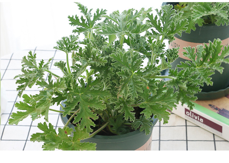 別墅庭院種植驅蚊植物片面性