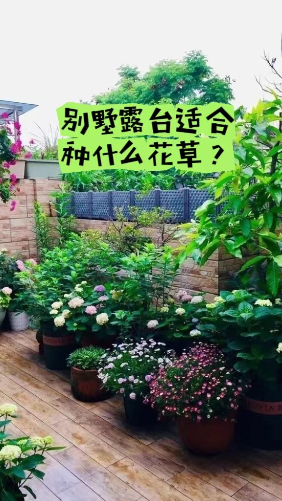 別墅露臺(tái)種什么花草比較適合?藤本月季，九重葛、萬壽菊，綠蘿、巴西木等