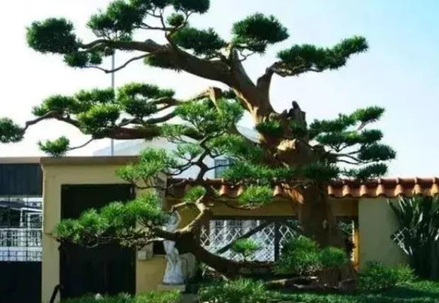別墅小庭院適合種植的樹有哪些?果樹，灌木樹，小型落葉樹等